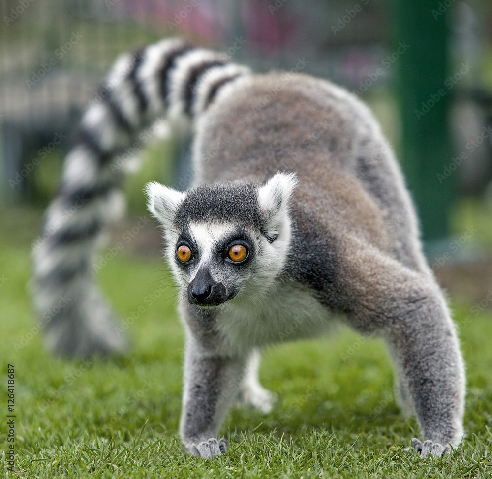 Obraz premium Hey its over here