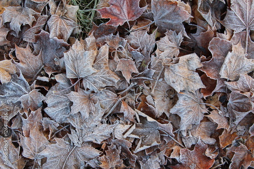 Foto Leaves in the frost