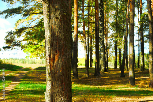 pine forest in the Park
