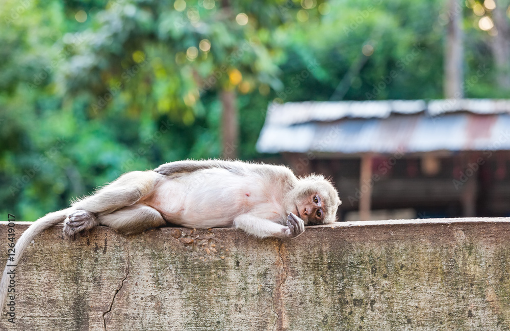Obraz premium Close up monkey sleeping on the concrete fence
