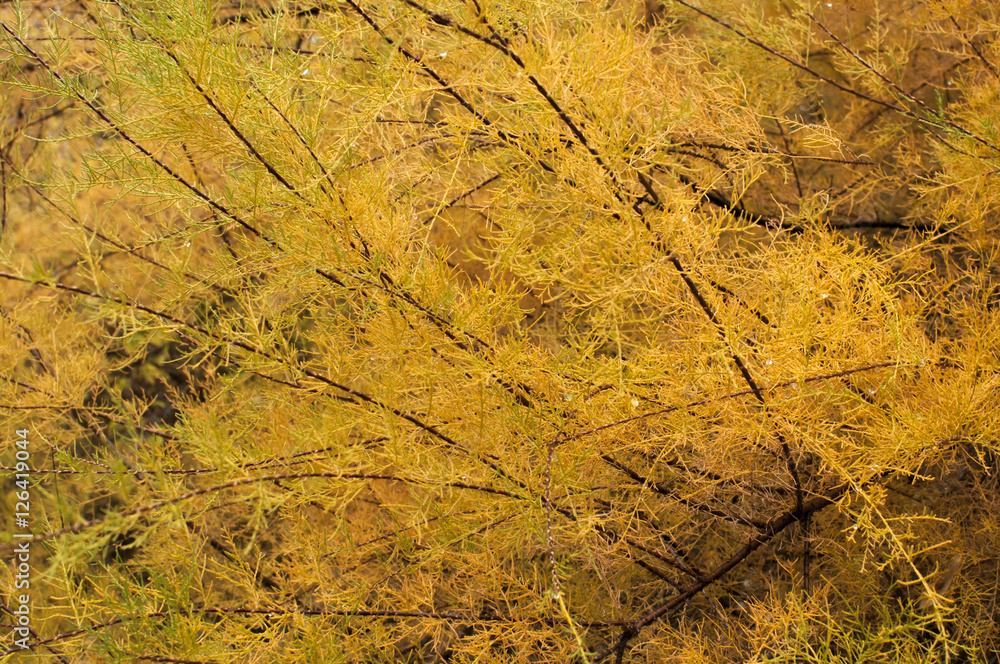 Juniper plant in autumn closeup as natural background Juniper plant in autumn closeup as natural background