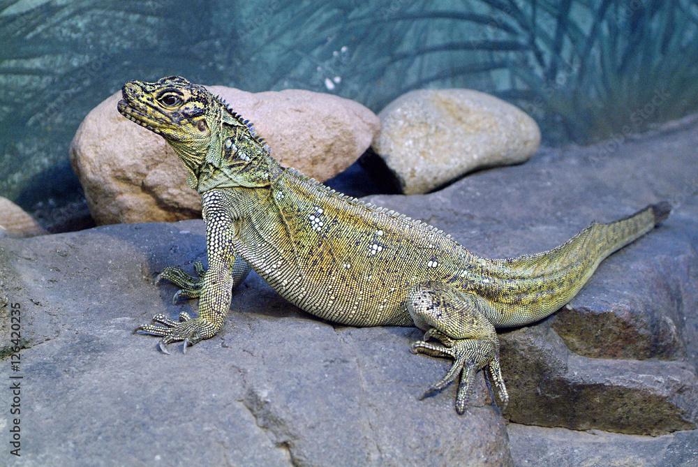 Obraz premium Zoology, reptile