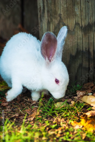 Cute little white rabbit eats grass