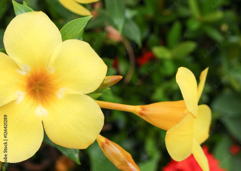 Allamanda cathartica flower, Golden Trumpet Allamanda cathartica flower, Golden Trumpet