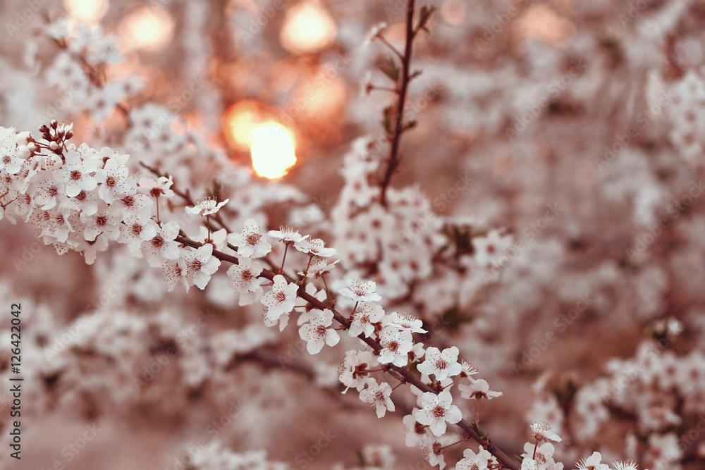 Beautiful branches with white flowers closeup Beautiful branches with white flowers closeup