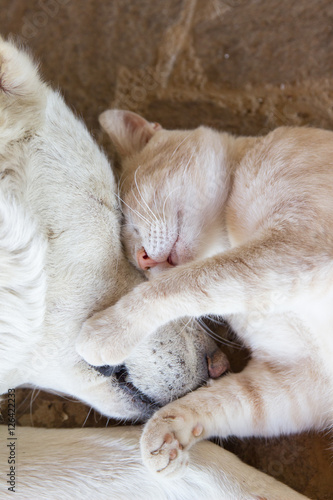 Cat and dog sleeping together