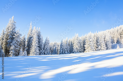 High in the mountains green trees, covered with snow.