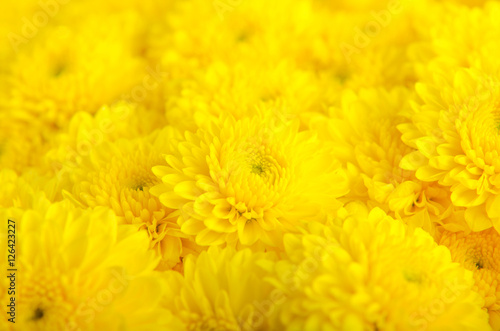 Close-up yellow flower background.