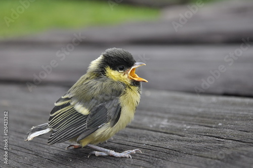 bird