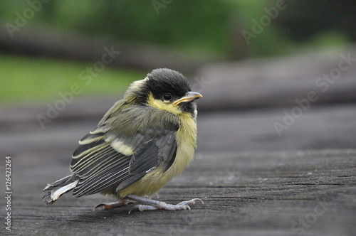 bird