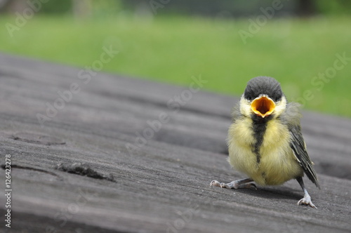 bird