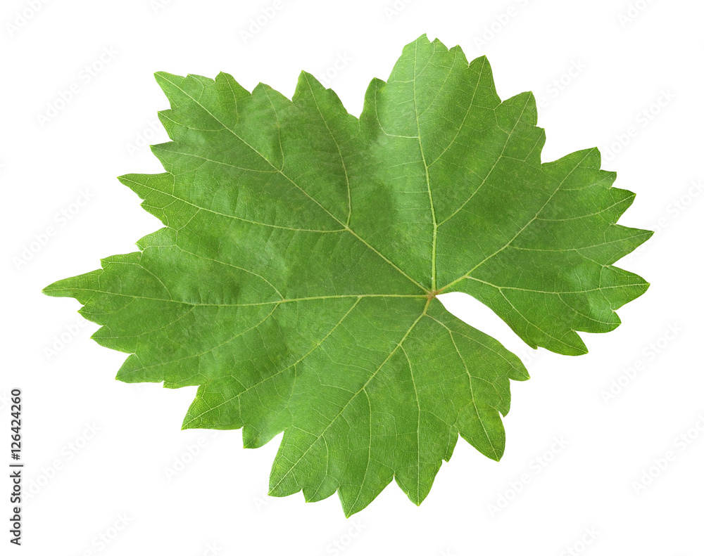 leaf of grape isolated on white background with clipping path leaf of grape isolated on white background with clipping path