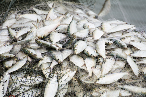 On the fisherman boat,Catching many fish at mouth of Bangpakong river in Chachengsao Province east of Thailand. photo