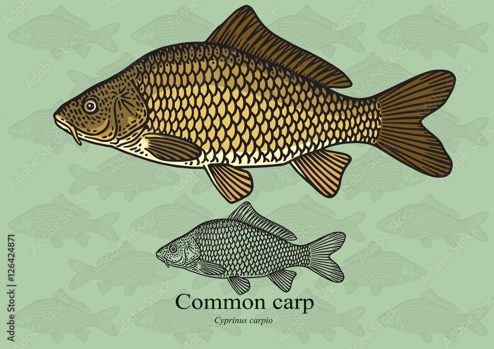 Fototapeta premium Common Carp. Vector illustration for artwork in small sizes. Suitable for graphic and packaging design, educational examples, web, etc.