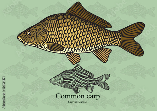 Common Carp. Vector illustration for artwork in small sizes. Suitable for graphic and packaging design, educational examples, web, etc.
