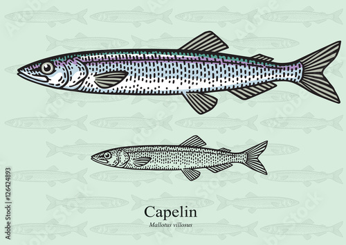 Capelin. Vector illustration for artwork in small sizes. Suitable for graphic and packaging design, educational examples, web, etc.