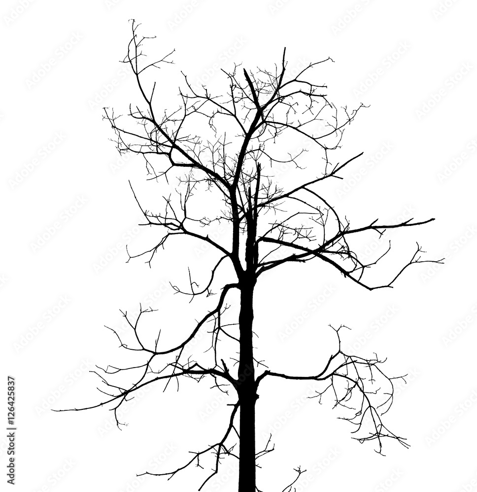 Obraz premium dead tree