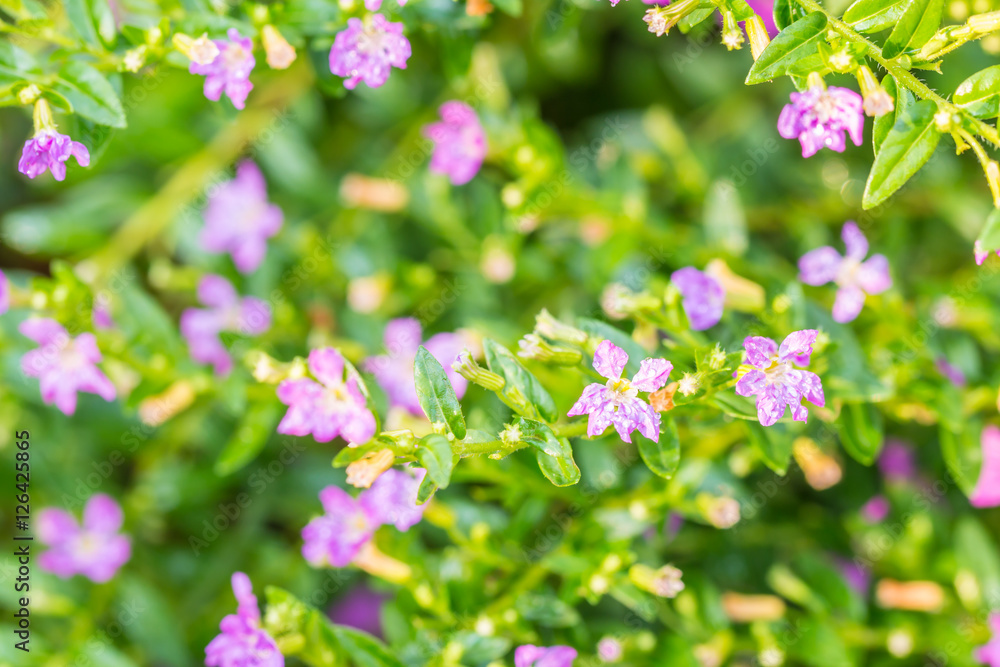 Purple flower, false heather or elfin herb (Cuphea hyssopifolia Purple flower, false heather or elfin herb (Cuphea hyssopifolia