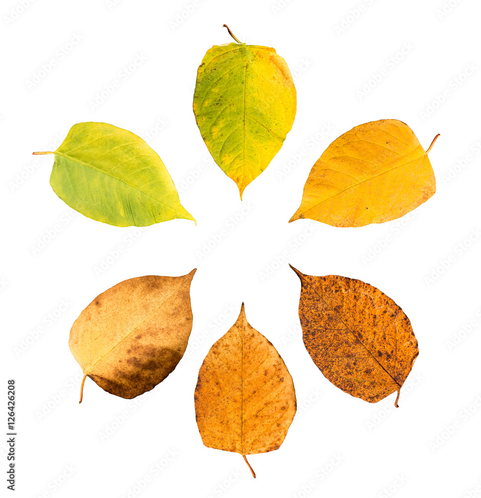 Obraz premium Set of six leaves withering in fall isolated on white background arranged in a circle
