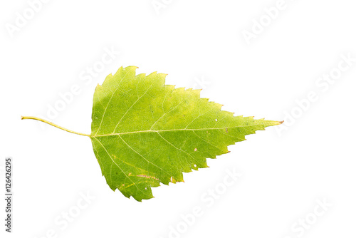 Piece of maple leave withering in fall isolated on white background