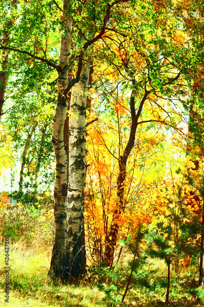 forest birch  in sunlight