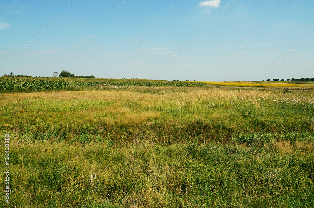 Fototapeta premium Krajobraz wiejski - łąka w słoneczny dzień