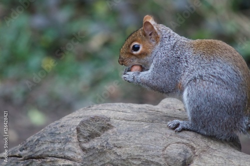 Squirrel  © JonoGlastonbury
