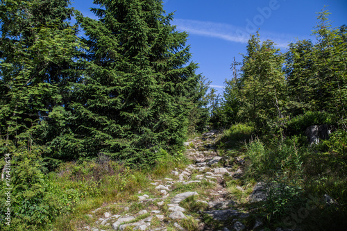 Steiniger Wanderweg vom Lusenschutzhaus zum Lusen Gipfel; Nationalpark Bayerischer Wald, Sommer