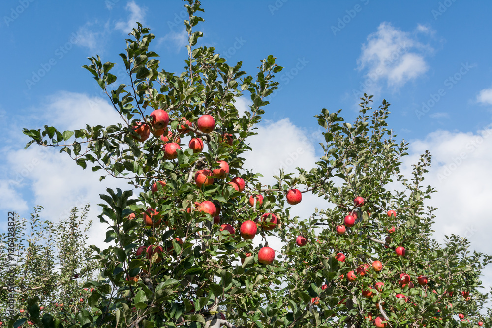 Apple tree in garden Apple tree in garden