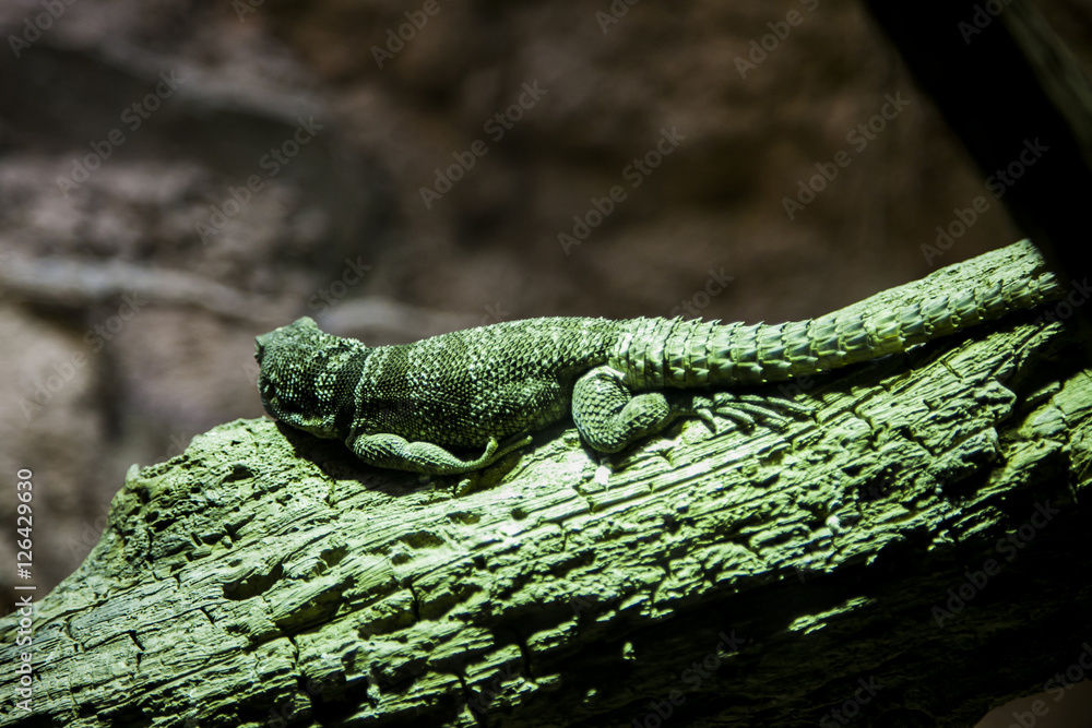 Naklejka premium Close up rear view green Iguana on branch in Bronx Zoo. NYC