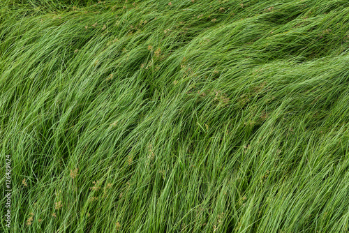 Nut grass, Purple nutsedge, Nutsedge, Cocograss