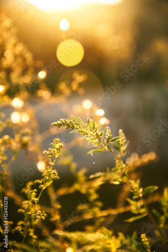 Weed glowing gold in sunset © serbogachuk