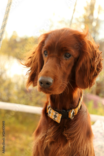 Obraz na płótnie dog Irish setter