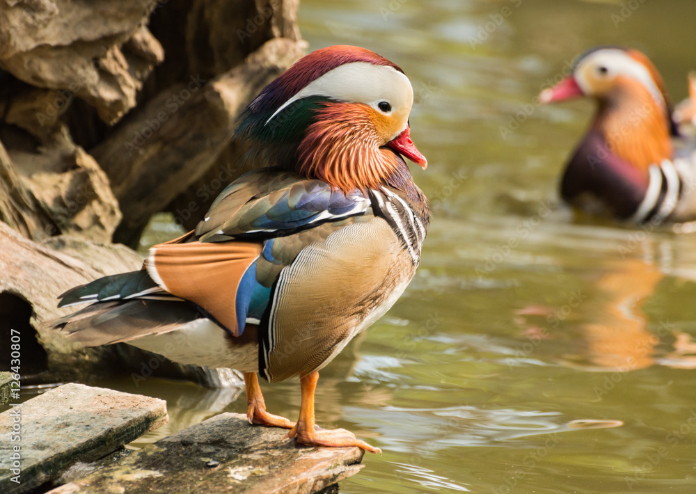 Mandarin ducks (Aix galericulata) Mandarin ducks (Aix galericulata)