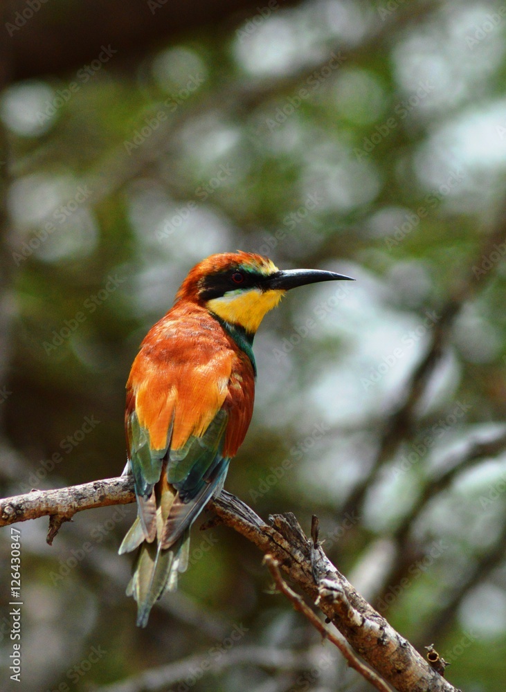 Obraz premium European Bee-eater