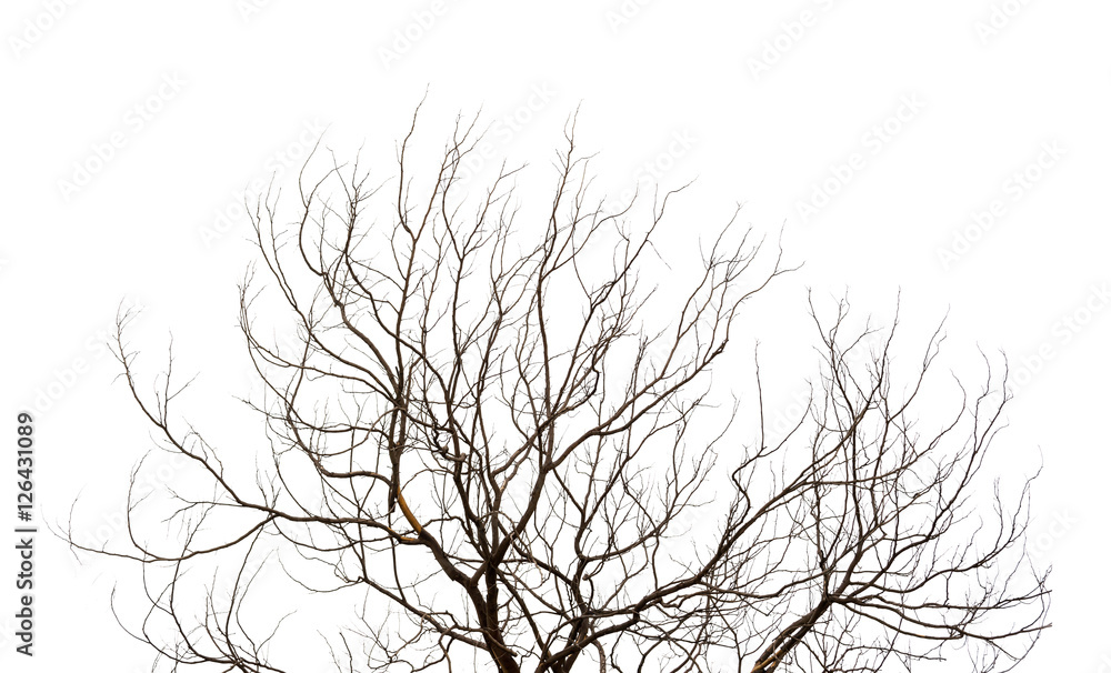 Dead tree isolated on white background Dead tree isolated on white background
