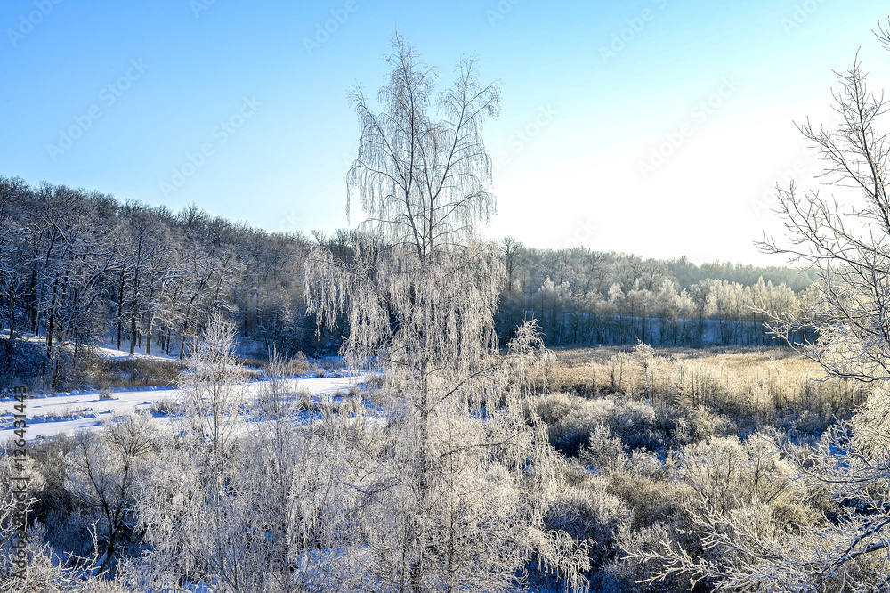 Bright winter landscape with trees in the forest at sunrise Bright winter landscape with trees in the forest at sunrise