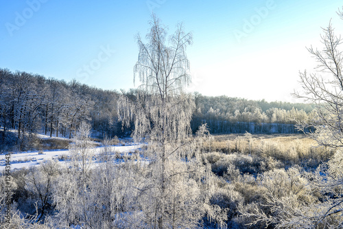 Bright winter landscape with trees in the forest at sunrise © alisluch
