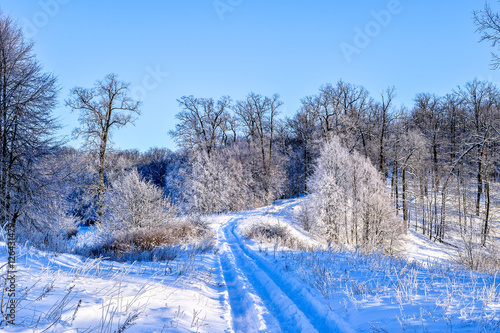 Bright winter landscape with trees in the forest at sunrise