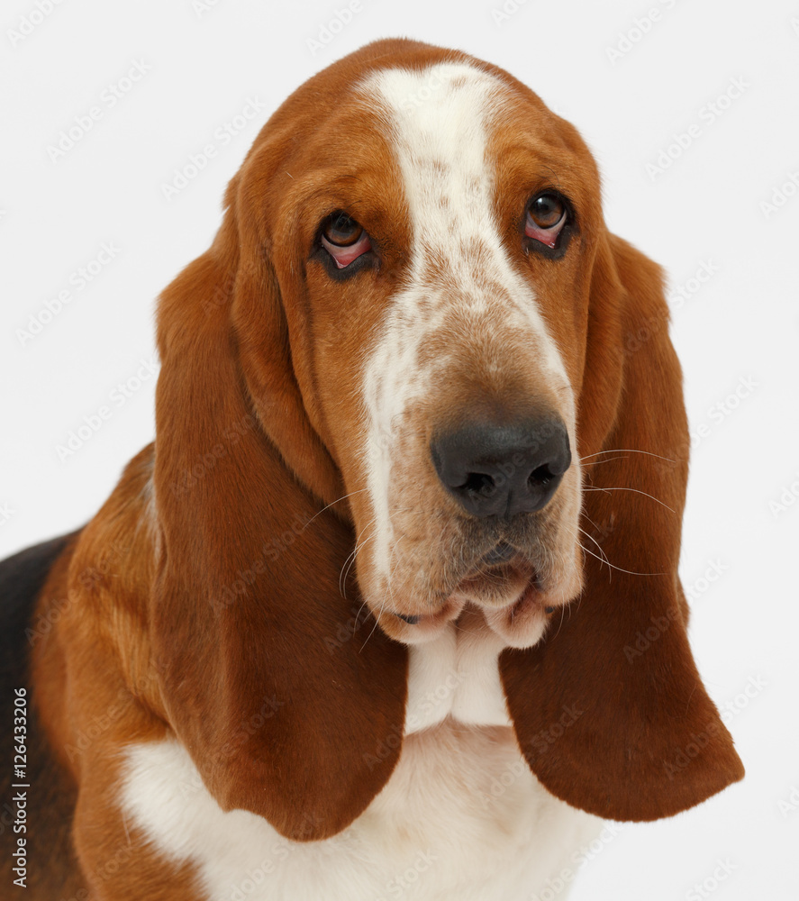 Dog, basset hound, isolated 