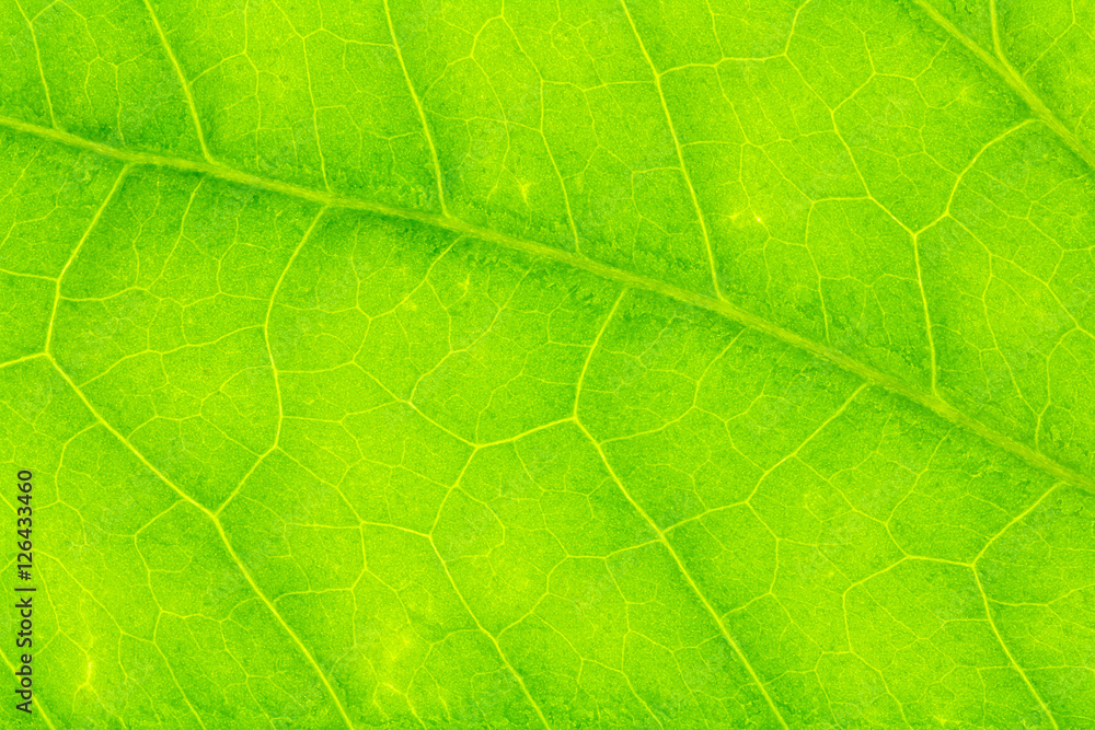 Leaf texture or leaf background. Leaf motifs that occurs natural. Abstract green leaf pattern for design with copy space for text or image. Leaf texture or leaf background. Leaf motifs that occurs natural. Abstract green leaf pattern for design with copy space for text or image.