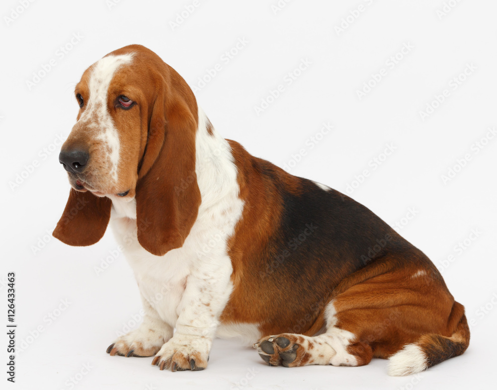 Dog, basset hound, isolated 