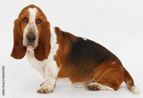 Dog, basset hound, isolated 