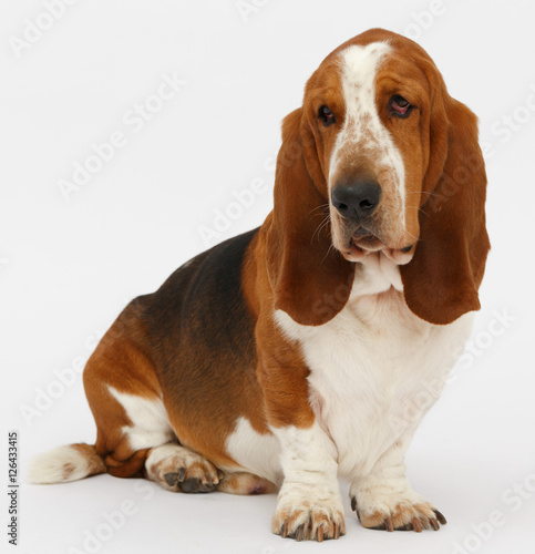 Dog, basset hound, isolated 