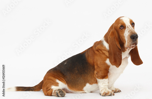 Dog, basset hound, isolated 