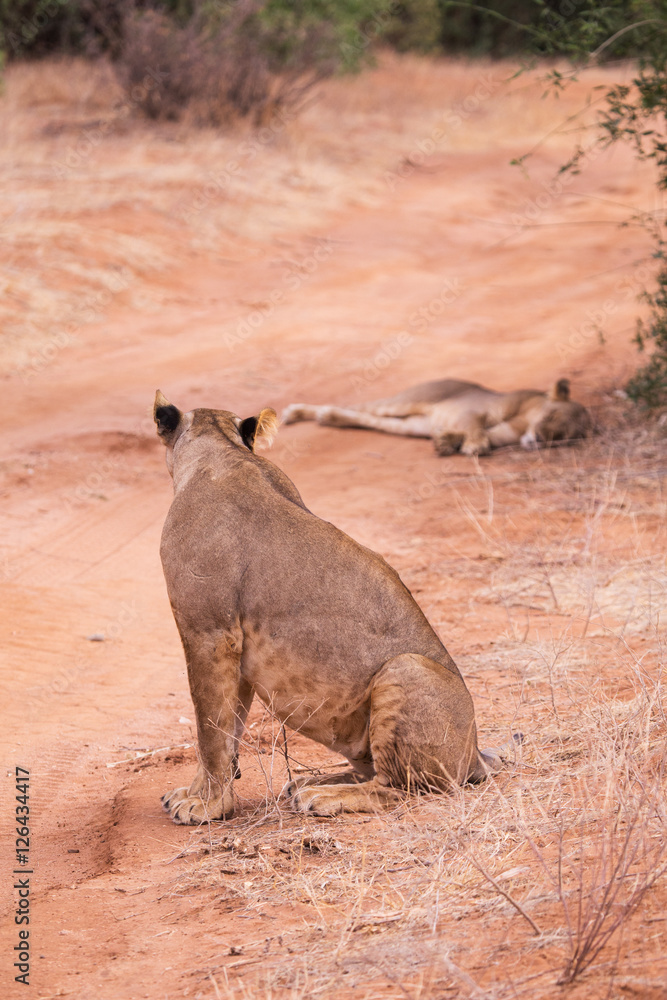 Fototapeta premium lionesses in Aberdare National Park, Kenya