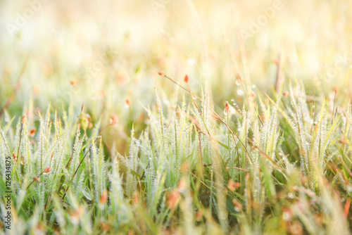Fresh grass with dew background
