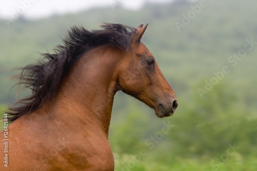 Fototapeta Naklejka Na Ścianę i Meble -  Horse