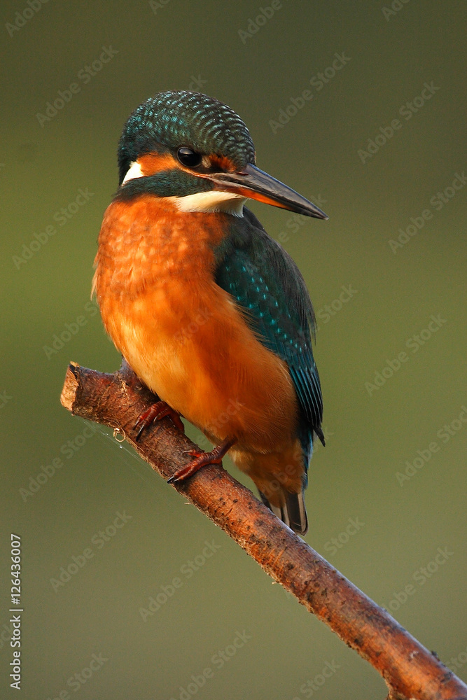 Common Kingfisher Common Kingfisher