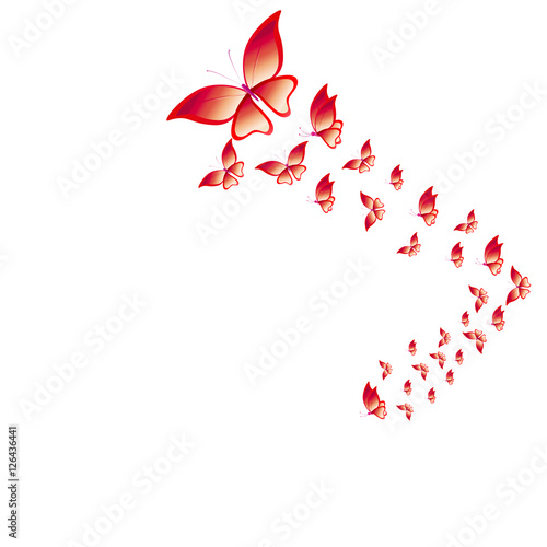 Fototapeta Naklejka Na Ścianę i Meble -  beautiful butterflies, isolated on a white